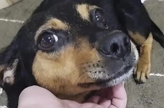 Luna depois do resgate